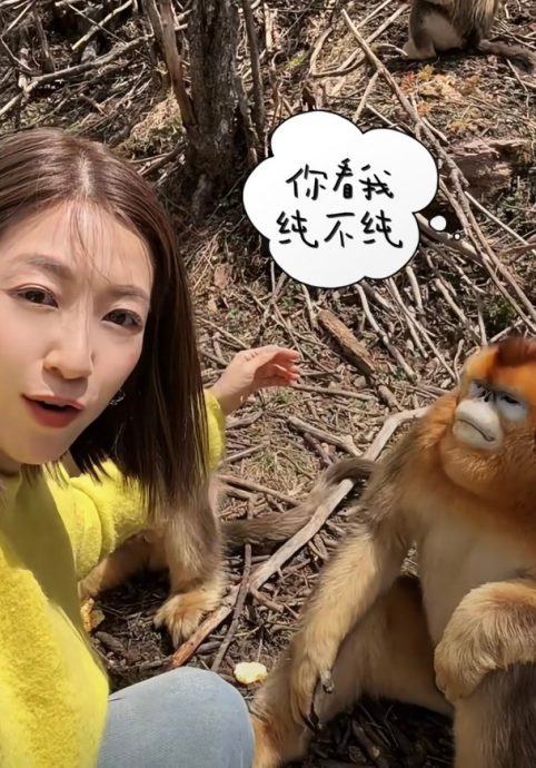 陈自瑶摸头赞金丝猴驯良　下秒傻眼画面曝光