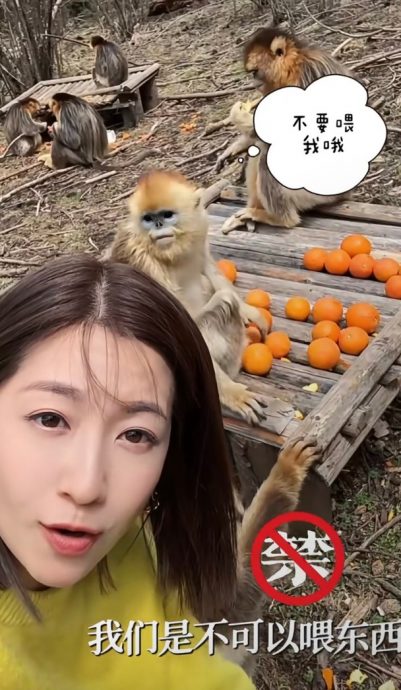 陈自瑶摸头赞金丝猴驯良　下秒傻眼画面曝光