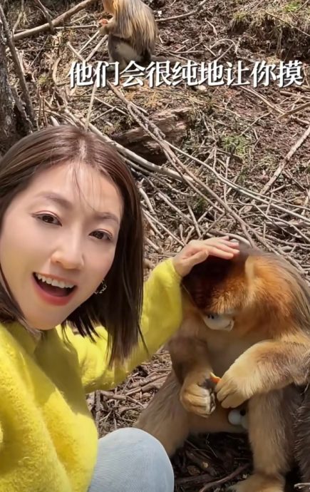 陈自瑶摸头赞金丝猴驯良　下秒傻眼画面曝光