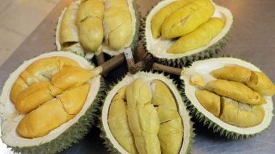 霹榴梿黄金季节 货足价平人气旺