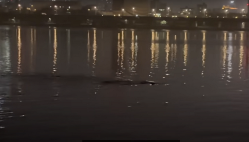 韩国汉江真的有怪物?钓客影片掀起热议