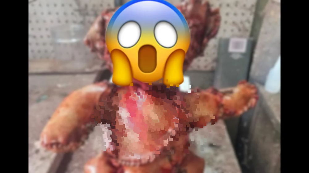 高彷人皮泰迪熊弃路边 警方法医到场严查