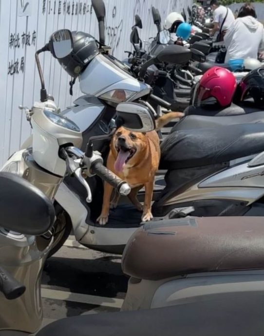高龄犬被绑摩托上疑热衰竭亡 新北罚饲主2千