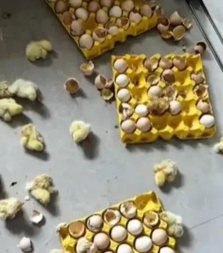 鸡蛋遇高温天气意外孵化 女子离家两天惊见满屋小鸡