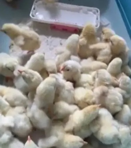 鸡蛋遇高温天气意外孵化 女子离家两天惊见满屋小鸡