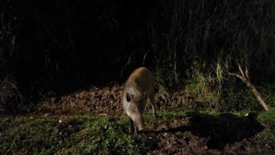 鸣山花园午夜捕射山猪惹关注　动保局：射击前已评估安全