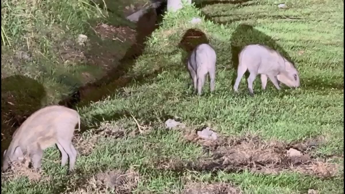 鸣山花园午夜捕射山猪惹关注　动保局：射击前已评估安全