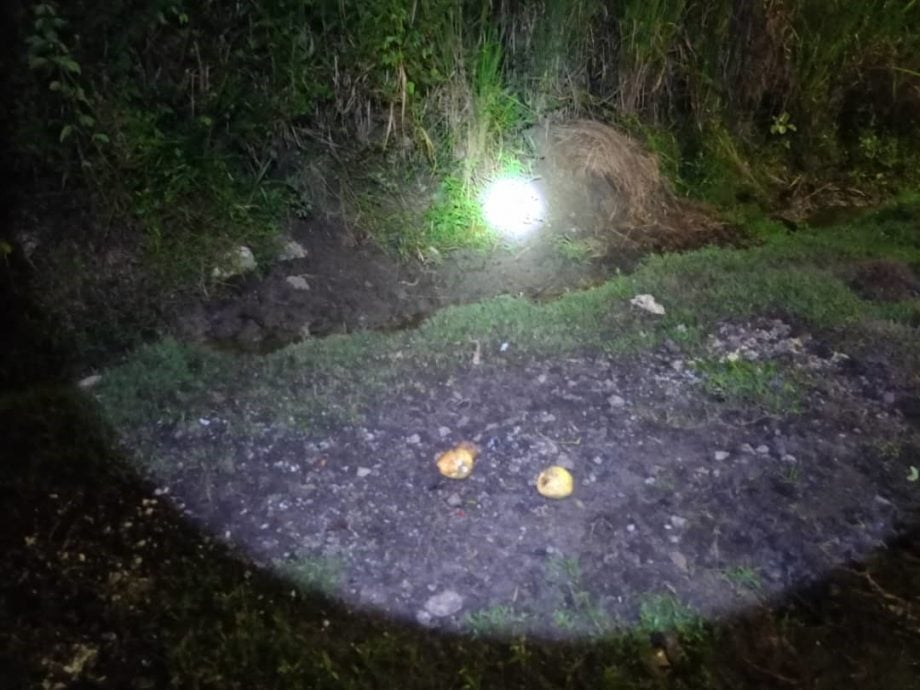 鸣山花园午夜捕射山猪惹关注 动保局:射击前已评估安全