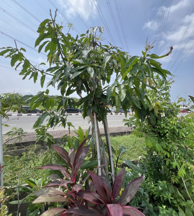 （古城封面主文）理性消费冲击绿植买气· 园艺以“疗愈价值”维系市场