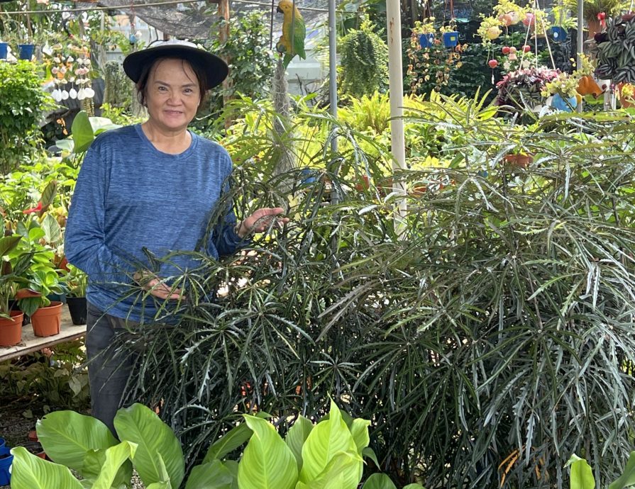 (古城封面主文)理性消费冲击绿植买气· 园艺以“疗愈价值”维系市场