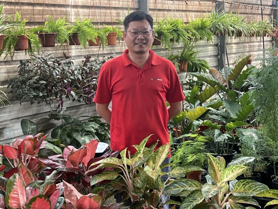 (古城封面主文)理性消费冲击绿植买气· 园艺以“疗愈价值”维系市场
