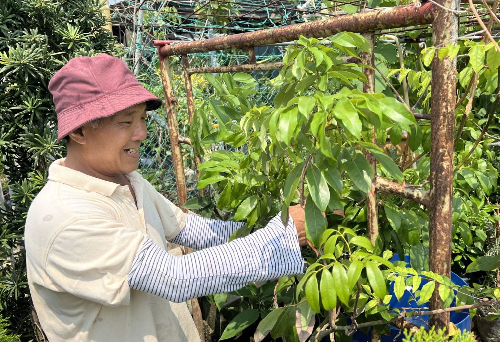 (古城封面主文)理性消费冲击绿植买气· 园艺以“疗愈价值”维系市场