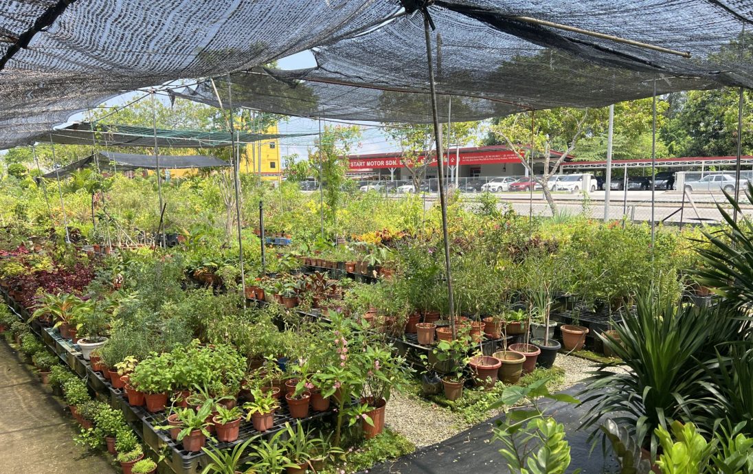 (古城封面主文)理性消费冲击绿植买气· 园艺以“疗愈价值”维系市场