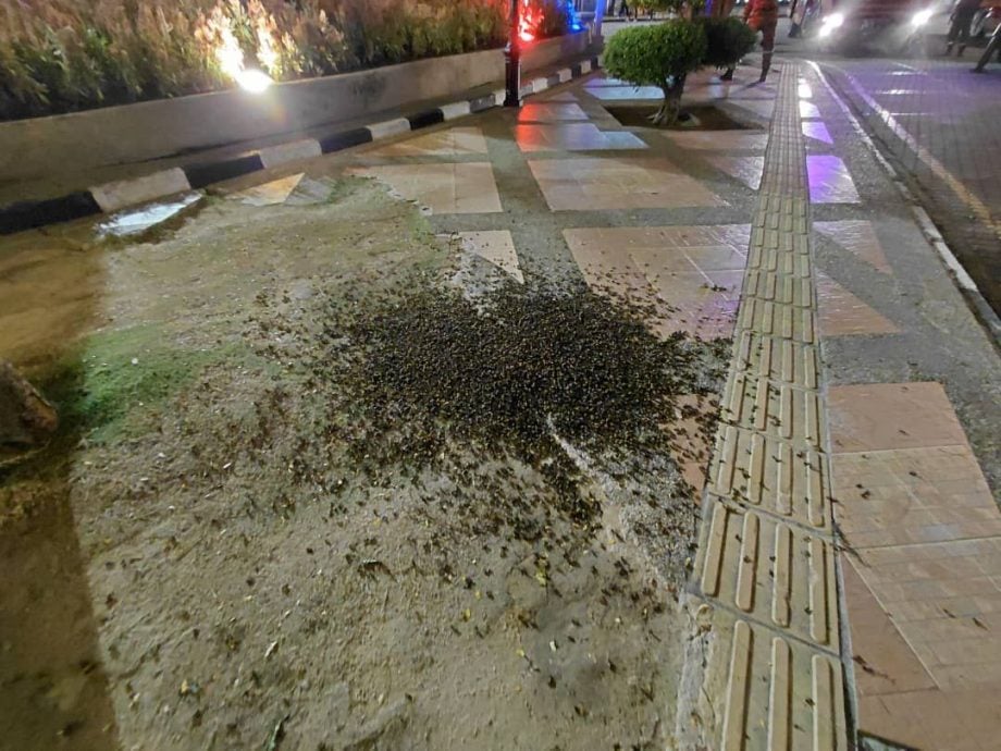 红屋区惊现蜂窝 消拯局派员销毁