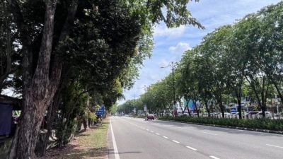 新马六甲花园沿线树木茂密  树枝断裂掉落 恐酿事故