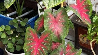 【带你去找爱】 呵护绿植 疗愈身心