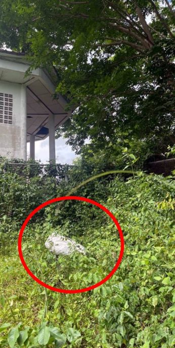 (大北马)不再走私大麻砖,毒枭把晒乾大麻装麻袋走私入境