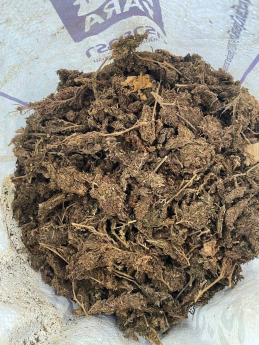 (大北马)不再走私大麻砖,毒枭把晒乾大麻装麻袋走私入境