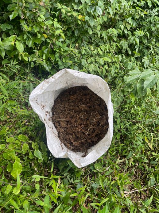 (大北马)不再走私大麻砖,毒枭把晒乾大麻装麻袋走私入境