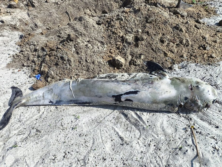(大北马)丹绒道光海边发现海豚尸体,槟渔业局记录数据当场埋尸