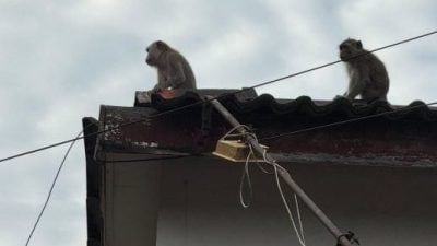 野猴大闹住宅区   居民紧闭门窗自保