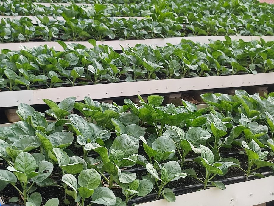 （大北马）公寓居民协会出租空地给人种菜收租，看到别人种菜赚钱也想下手玩玩