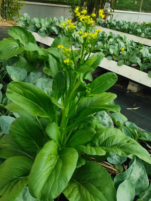 （大北马）公寓居民协会出租空地给人种菜收租，看到别人种菜赚钱也想下手玩玩