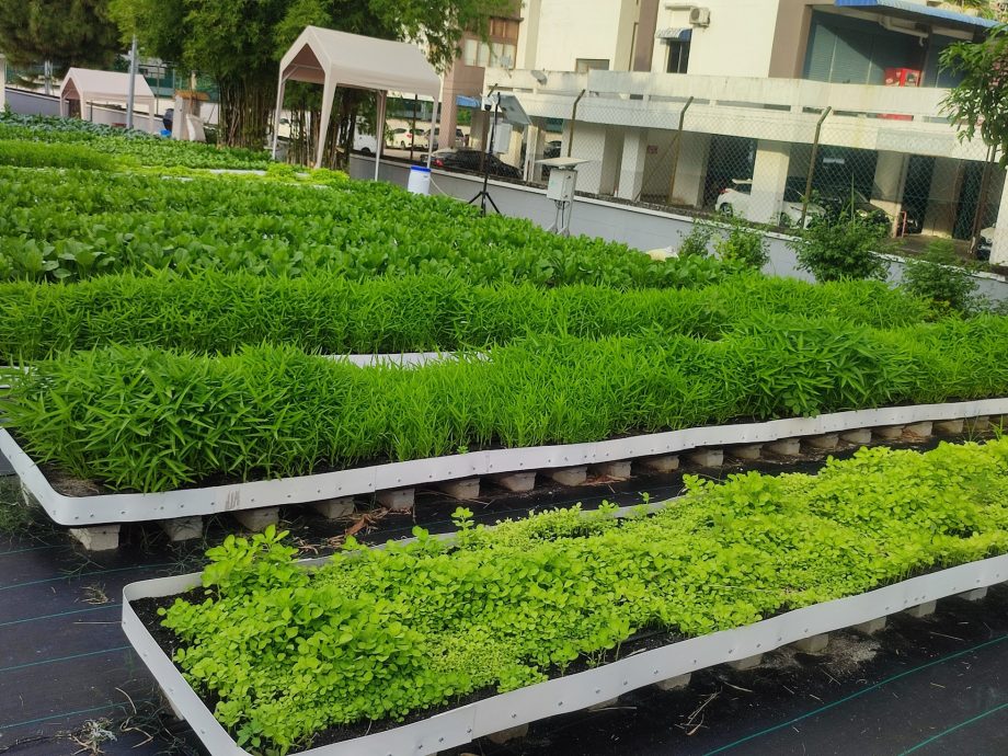 （大北马）公寓居民协会出租空地给人种菜收租，看到别人种菜赚钱也想下手玩玩