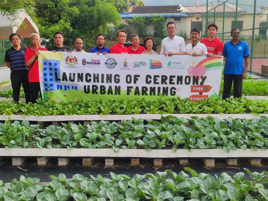 （大北马）公寓居民协会出租空地给人种菜收租，看到别人种菜赚钱也想下手玩玩