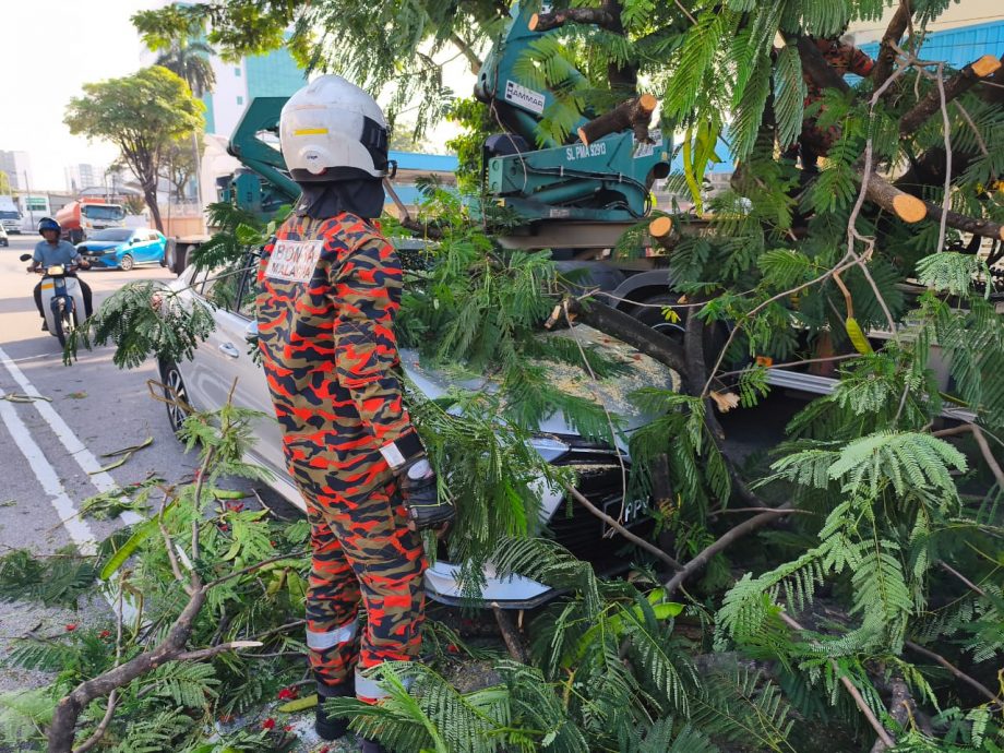 北海树倒压中轿车及罗里，所幸无人受伤。 