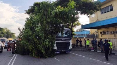 大树倒砸罗里轿车  2司机受惊吓