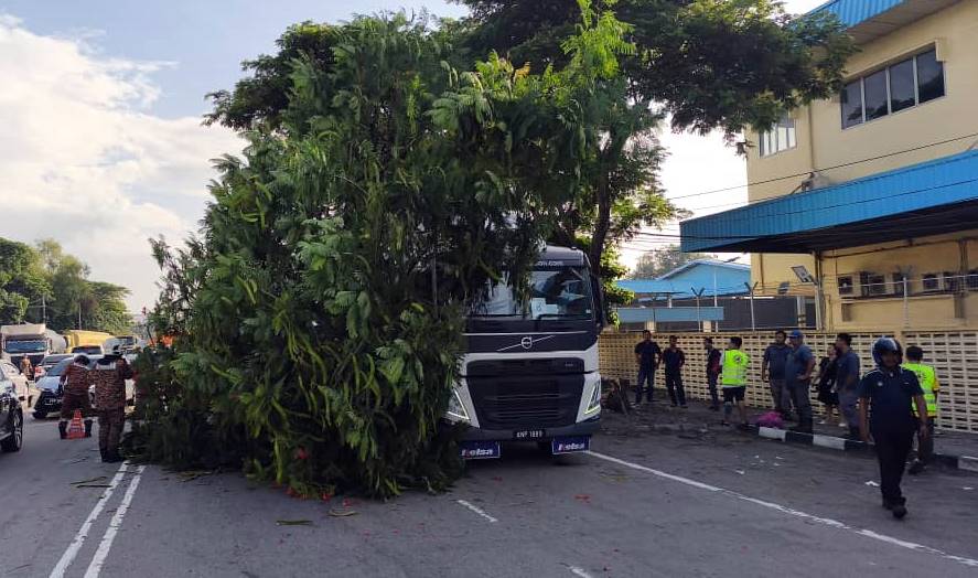 北海树倒压中轿车及罗里，所幸无人受伤。 