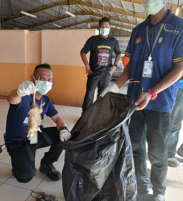 （大北马）北赖才能园巴刹灭鼠行动消灭35只老鼠