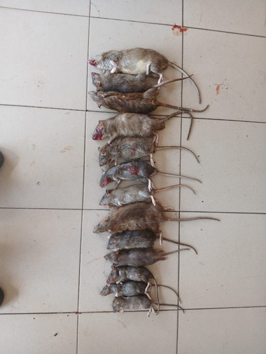 （大北马）北赖才能园巴刹灭鼠行动消灭35只老鼠