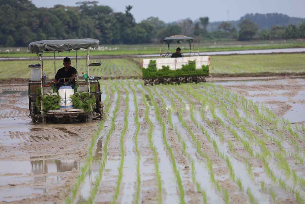 (大北马)吉打农业逐渐老化,大部分地主从事者是60岁以上