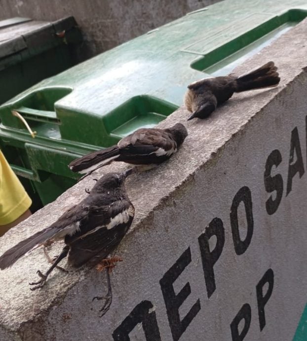 （大北马）多宗动物中毒案 升旗山机构寻求目击者