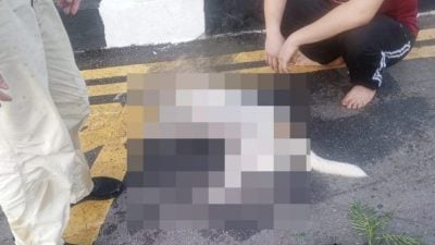 狗猫鸟都被毒死   升旗山机构要揪黑手