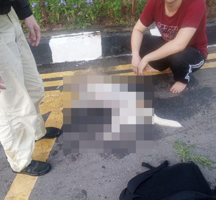 （大北马）多宗动物中毒案 升旗山机构寻求目击者