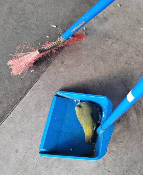 （大北马）多宗动物中毒案 升旗山机构寻求目击者