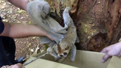 躺枯叶堆 鼻子流血 大懒猴坠树受伤获救