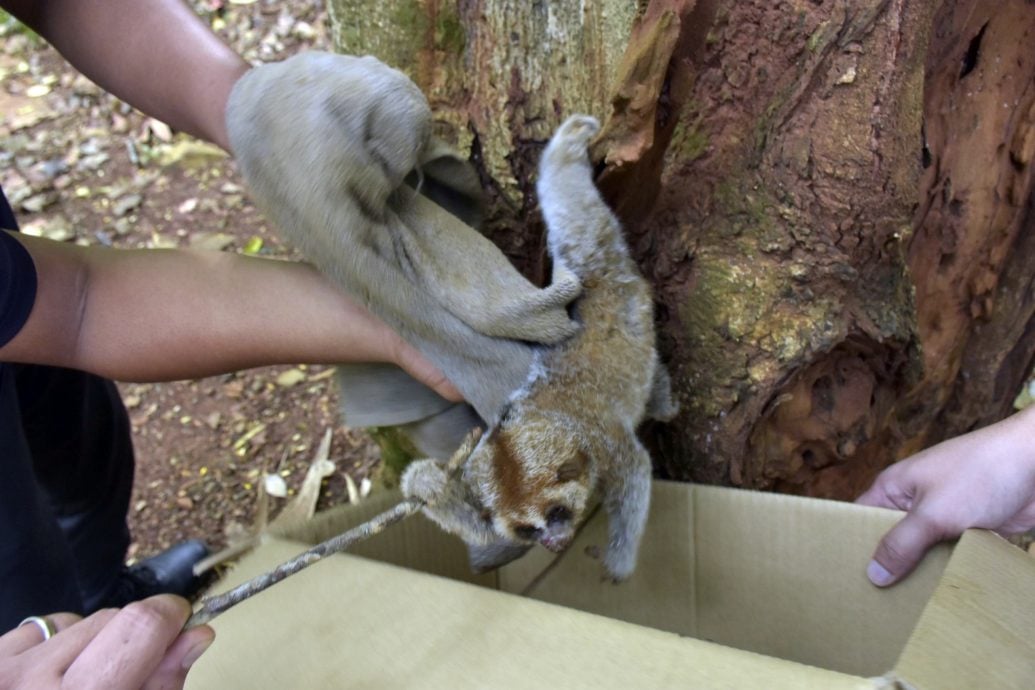 （大北马）大懒猴疑不慎树梢坠枯树叶堆，隔天被发现及时施救送野生动物局