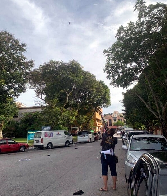 （大北马）市政厅射391乌鸦 李成淮：乌鸦仍持续增加