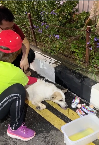 （大北马）槟升旗山多动物离奇死亡，石礼兴：现场散落食物疑被毒杀