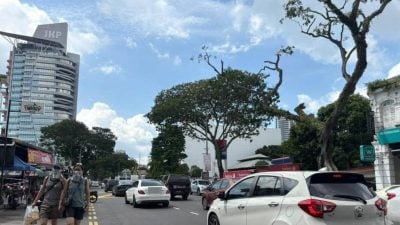 槟岛逾240棵树让路基设工程　引环保人士担忧绿地减少