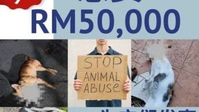 非政府组织悬赏5万   缉拿虐待残害动物者