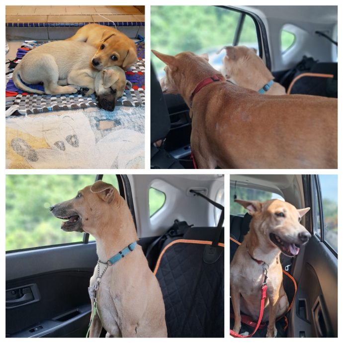 （大北马）非政府组织悬赏5万 把虐待和残害动物者绳之以法