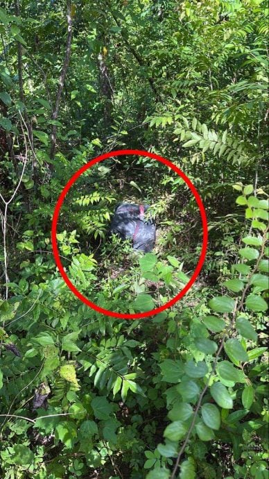 （大北马）马泰边境再揭大麻乾花走私，毒枭剪破围篱掷入境