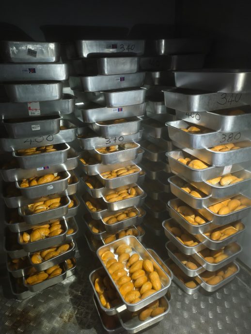 （大北马）黑刺罕见跌价 