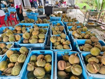 跌幅近30至40%   威南黑刺罕见大跌价