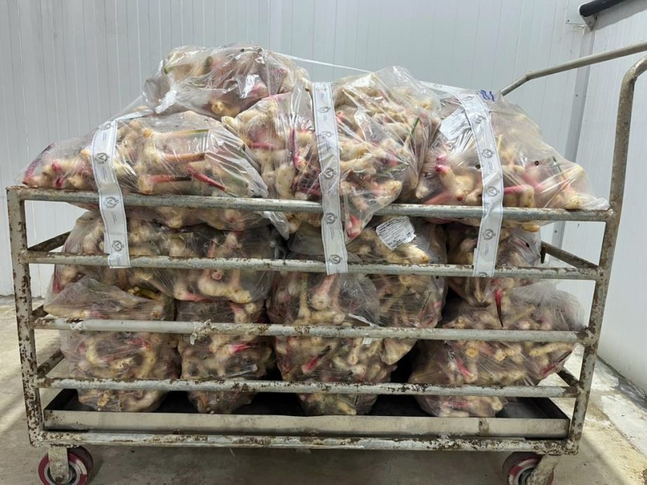 （大北马）黑木山边境查获200公斤非法高良姜 